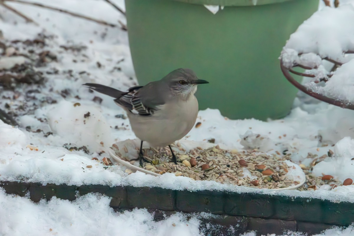 Northern Mockingbird - ML646943135