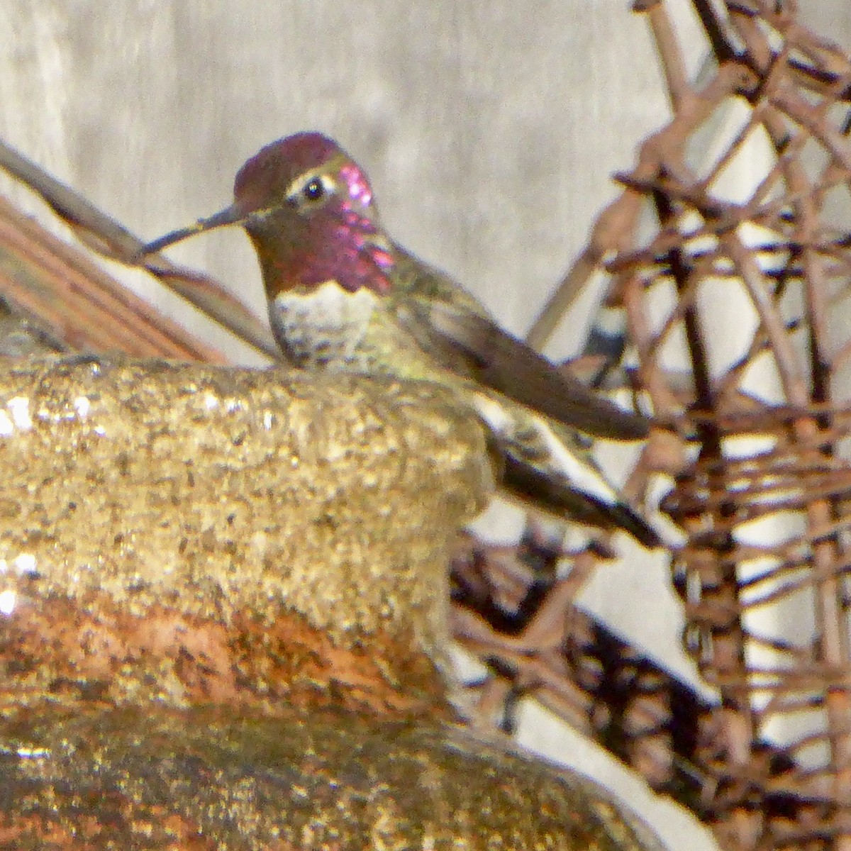 Anna's Hummingbird - ML646943136