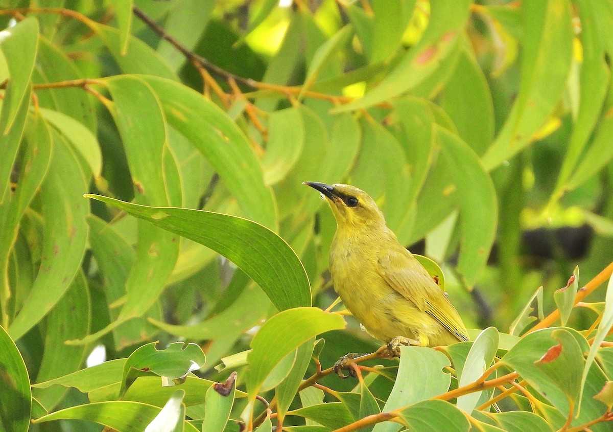 medosavka žlutá - ML646943137