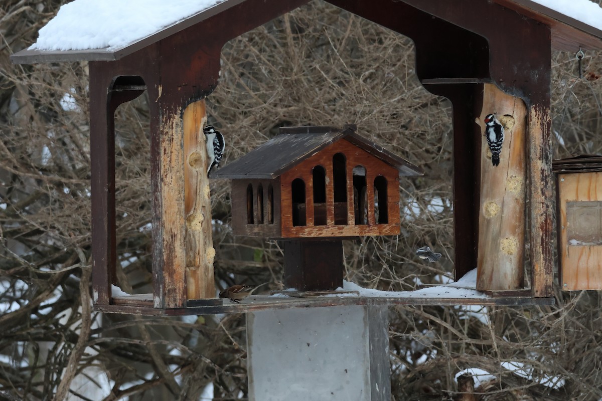 Downy Woodpecker - ML646943139