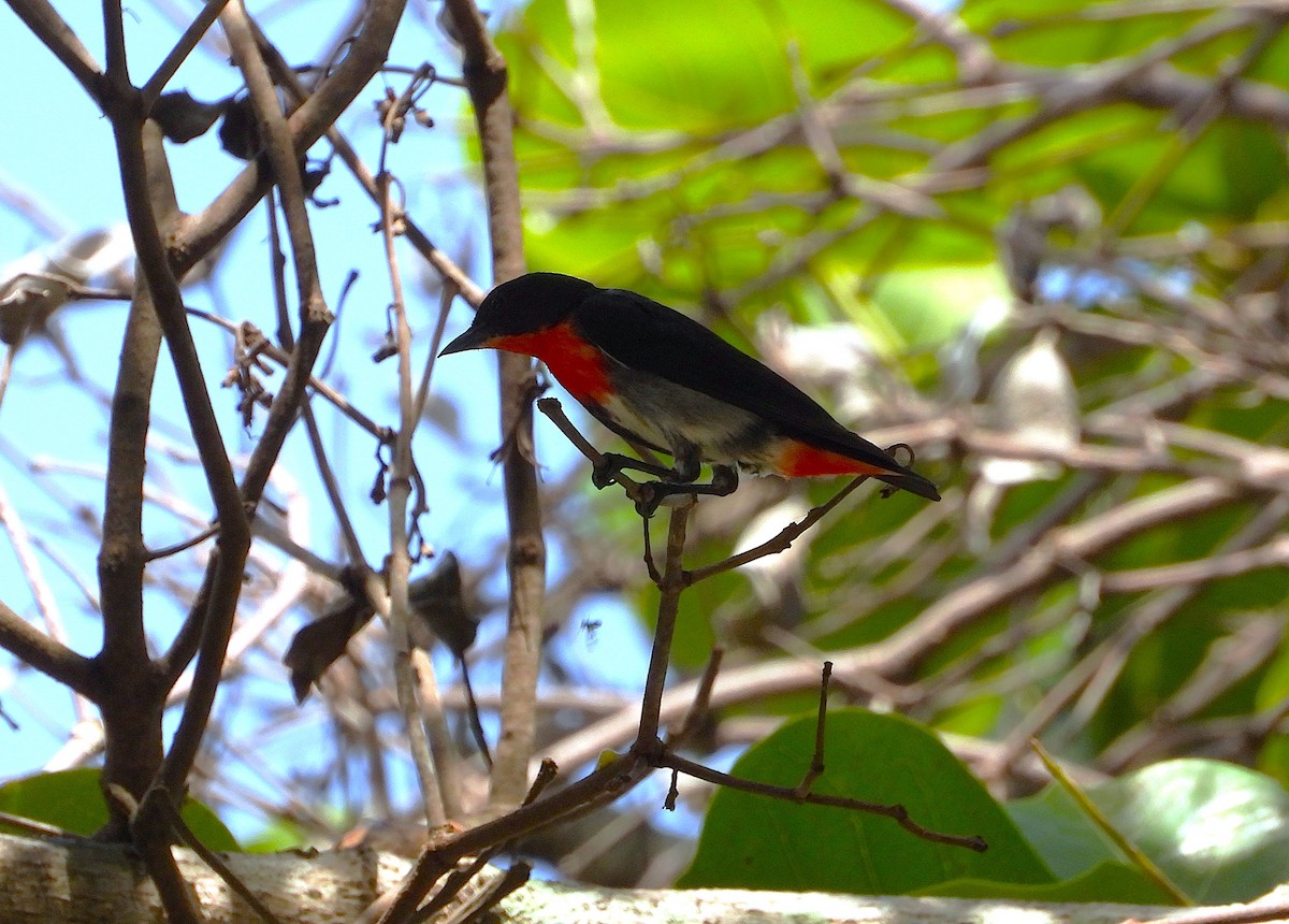 Mistletoebird - ML646943140