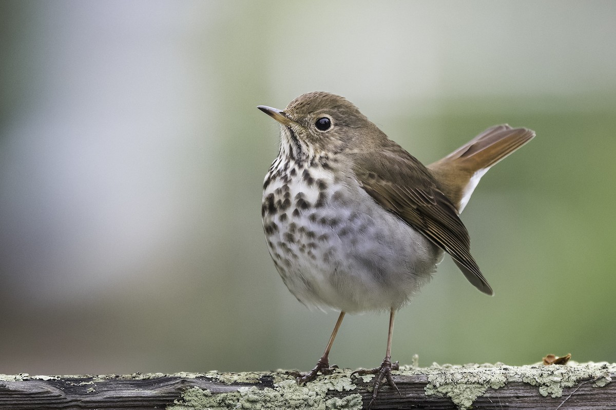 Hermit Thrush (guttatus Group) - ML646943142