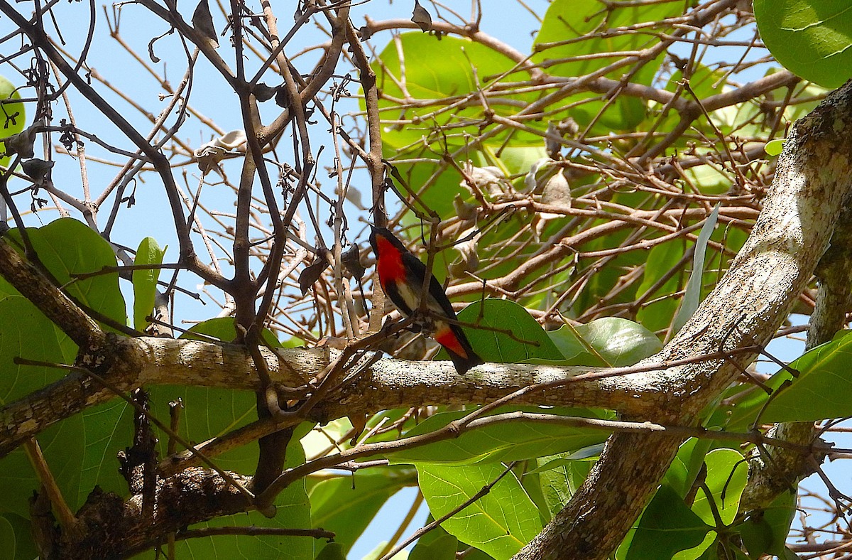 Mistletoebird - ML646943147