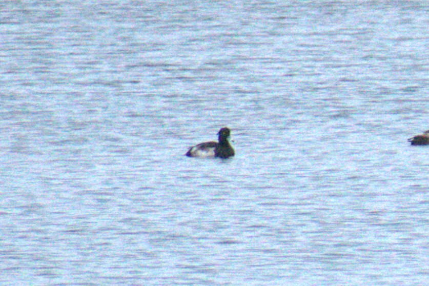 Porrón Moñudo - ML646943148