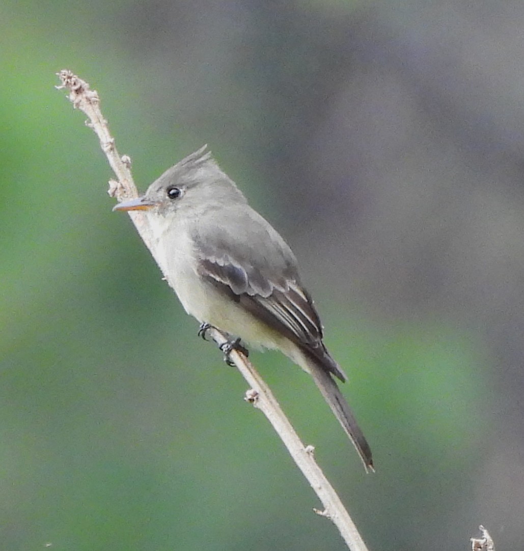 Greater Pewee - ML646943149