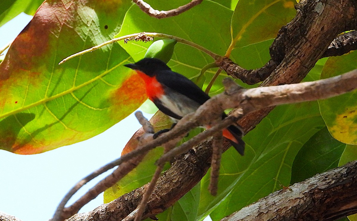 Mistletoebird - ML646943150