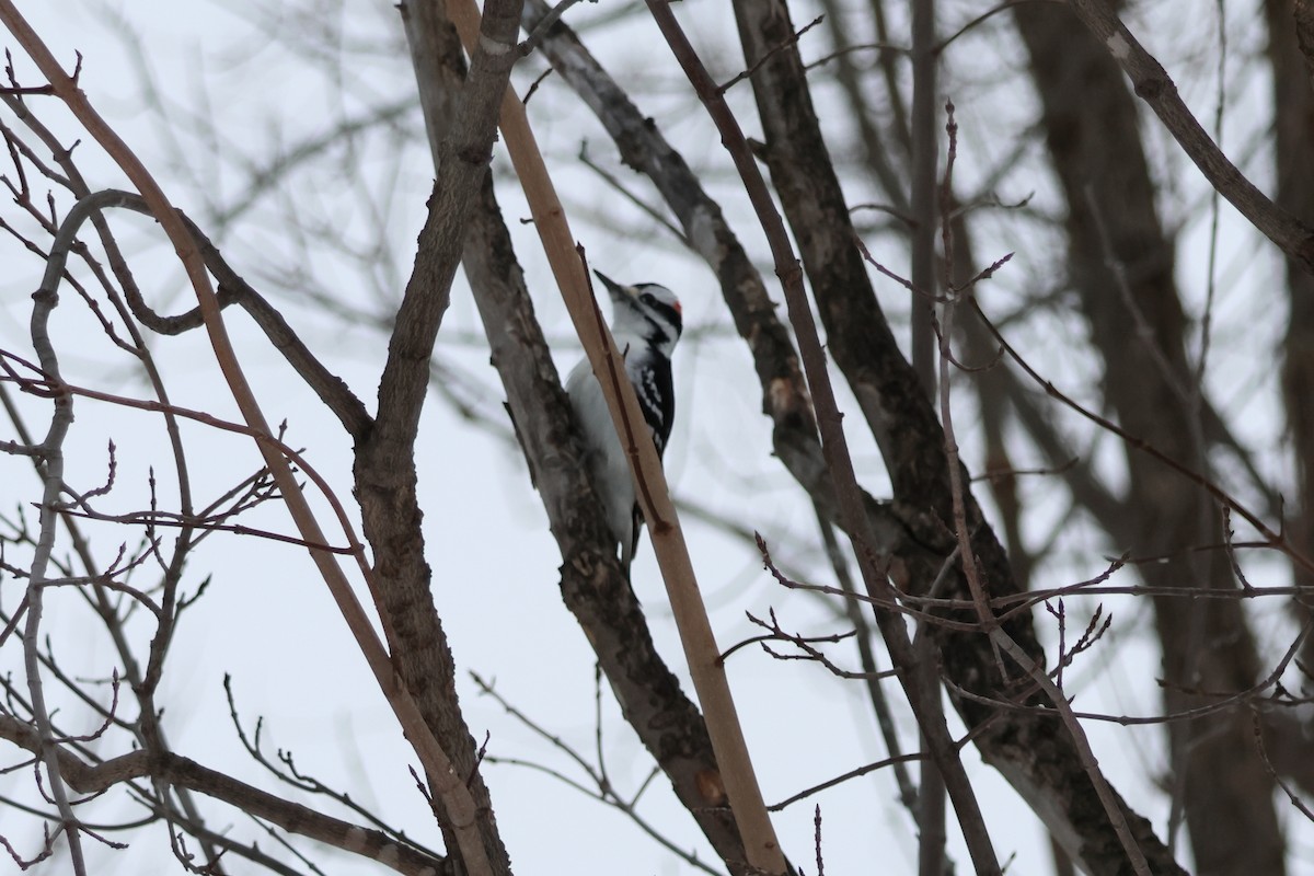 Hairy Woodpecker - ML646943152