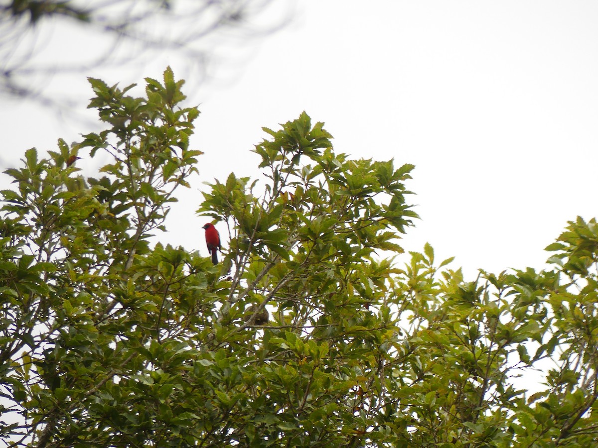 Ak Kanatlı Piranga - ML646943153