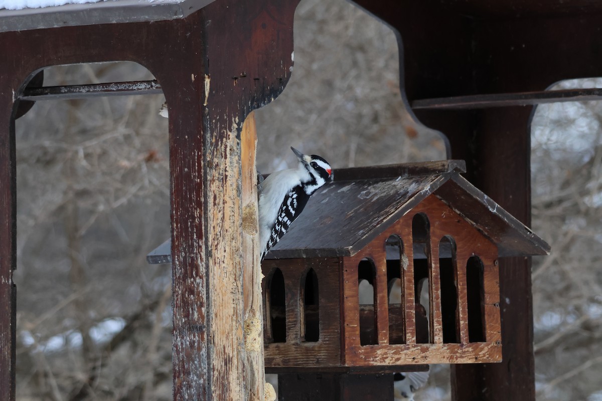 Hairy Woodpecker - ML646943162