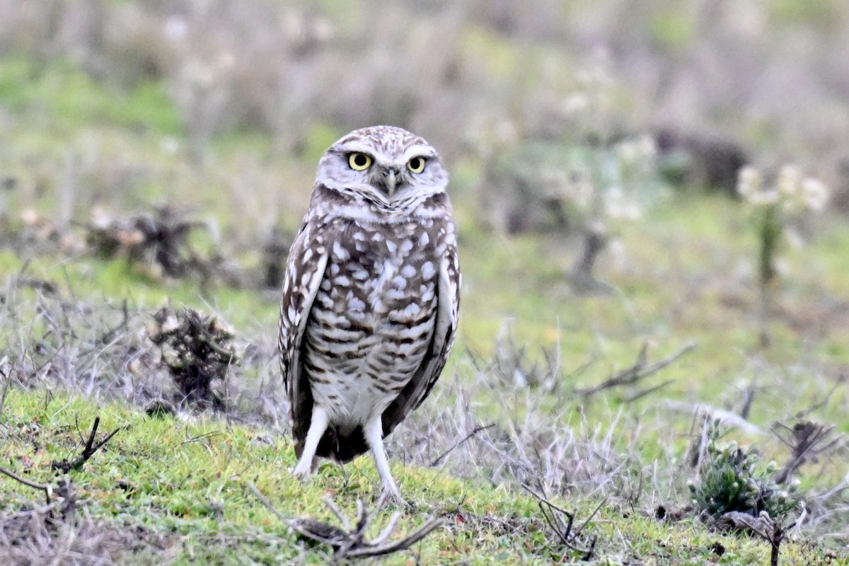 Burrowing Owl - ML646943166
