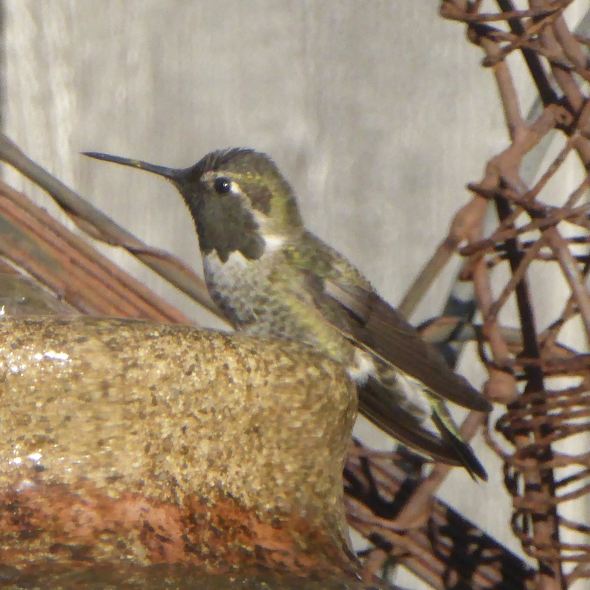 Anna's Hummingbird - ML646943167