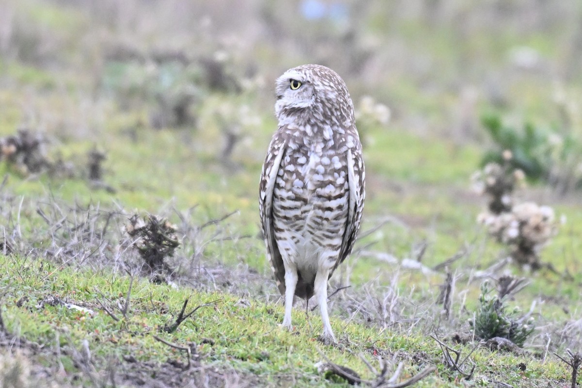 Burrowing Owl - ML646943177