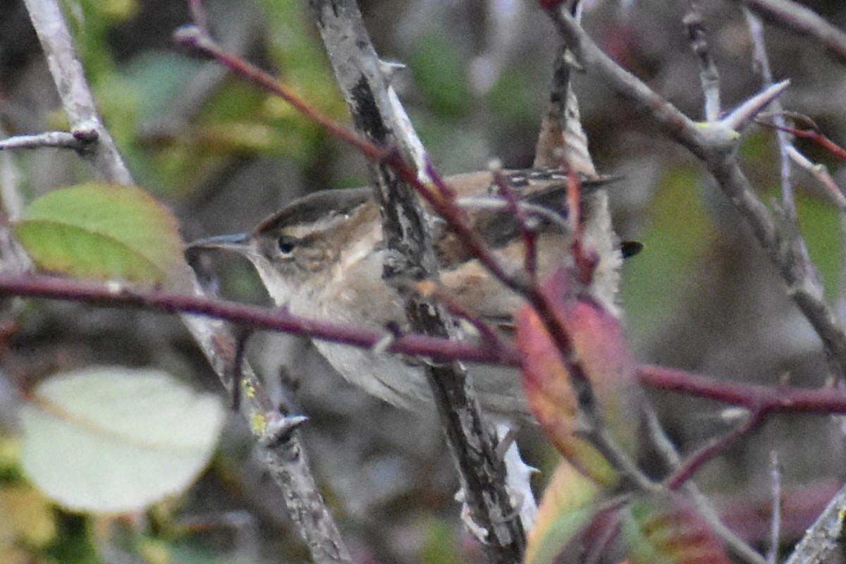 Cucarachero Pantanero - ML646943178