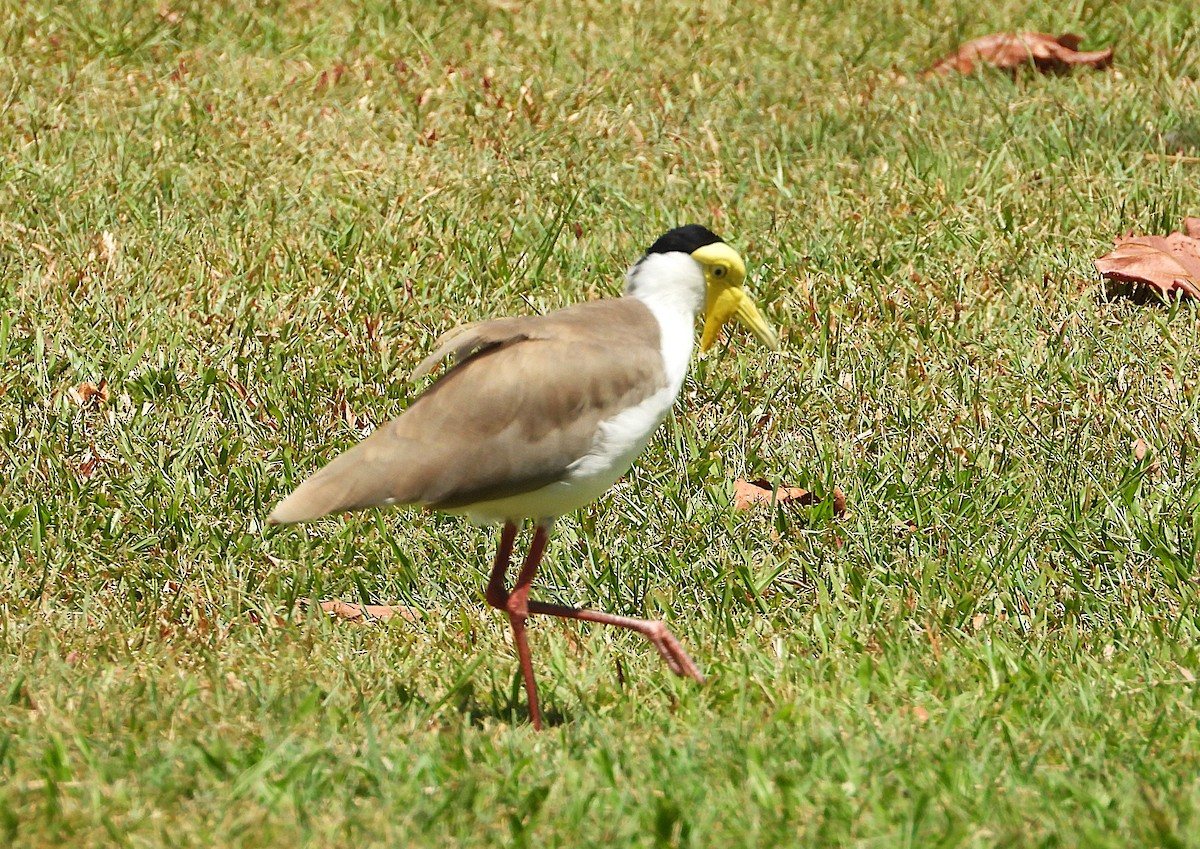 Masked Lapwing - ML646943179
