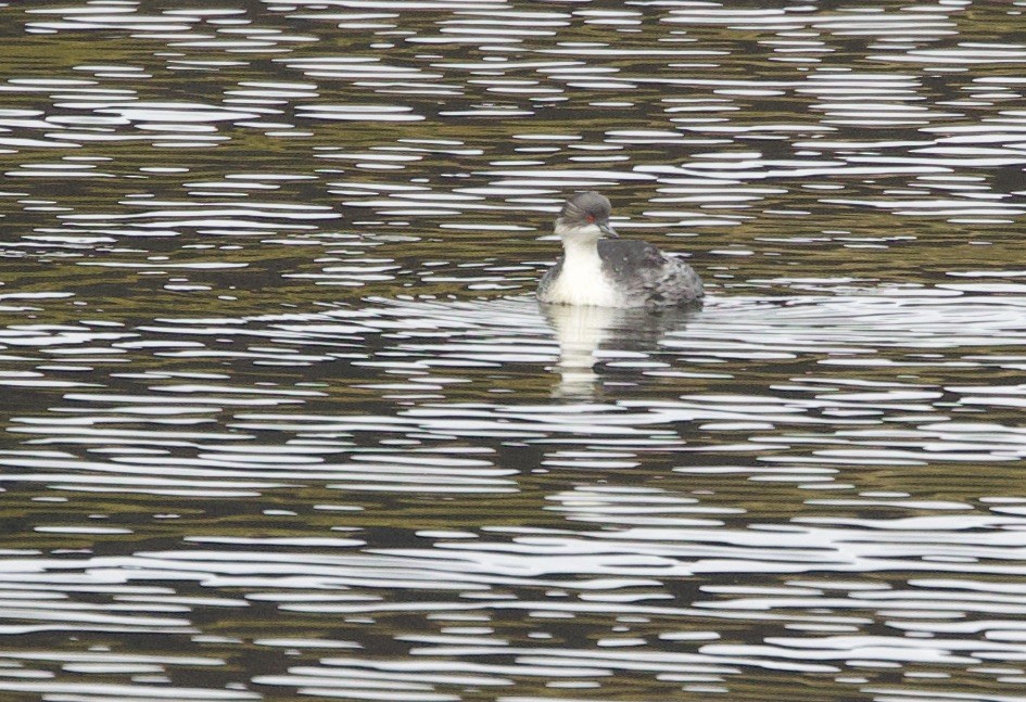 Silvery Grebe (Andean) - ML646943183