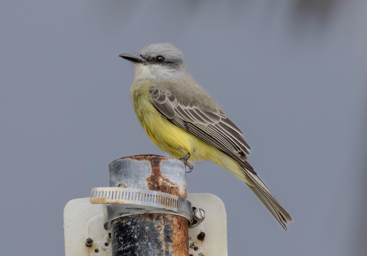 Tropical Kingbird - ML646943184