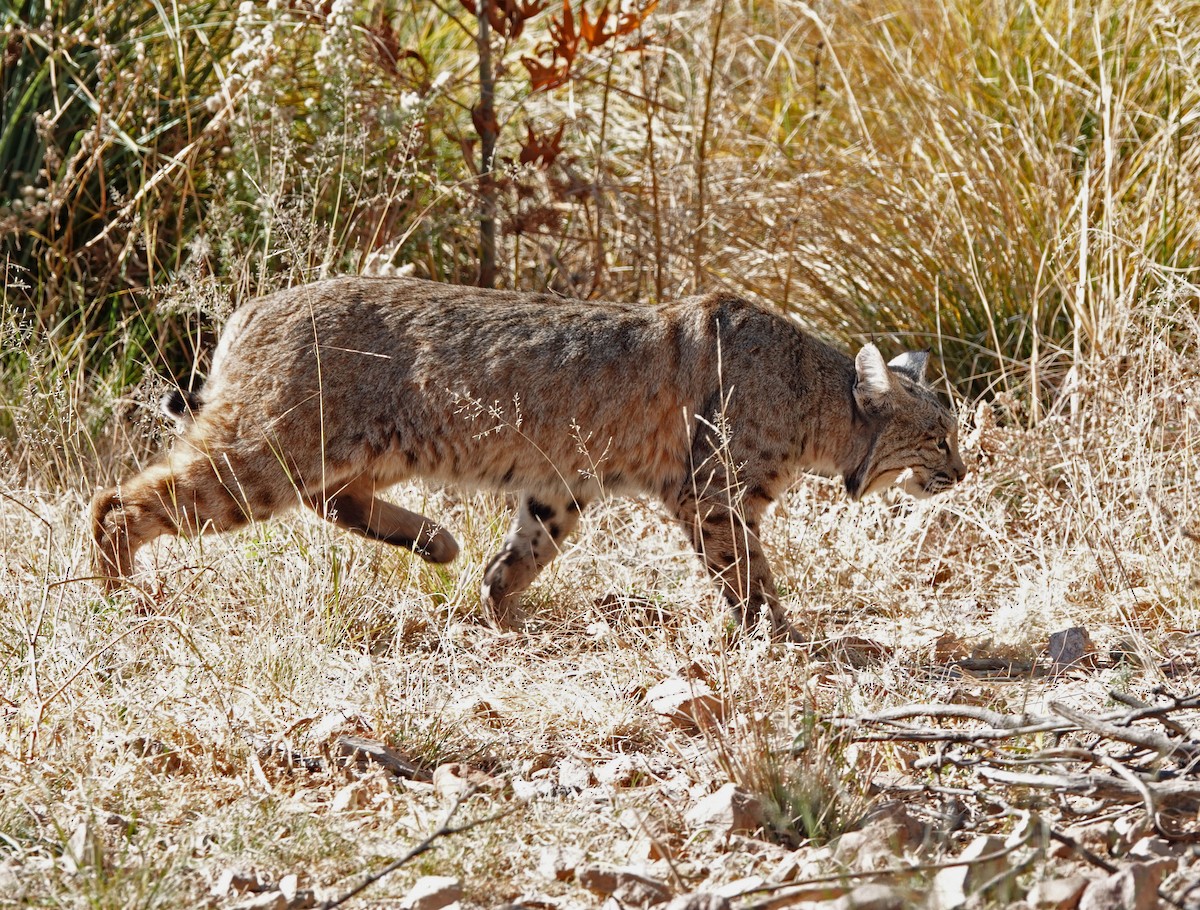 Western Bobcat - ML646943185