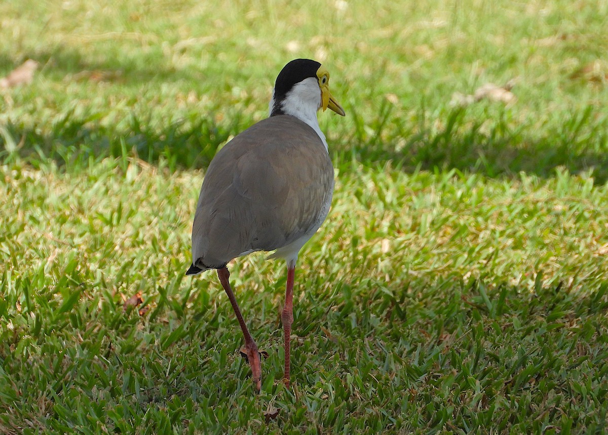 Masked Lapwing - ML646943186