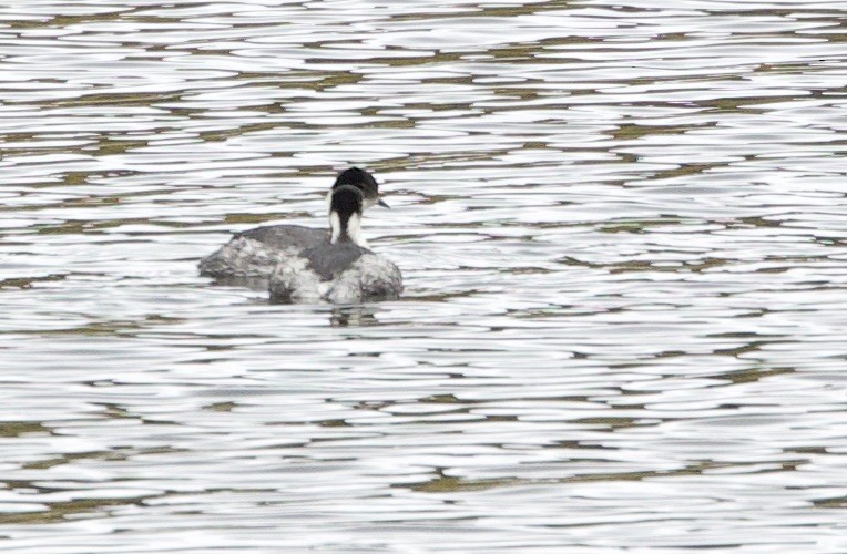 Silvery Grebe (Andean) - ML646943190