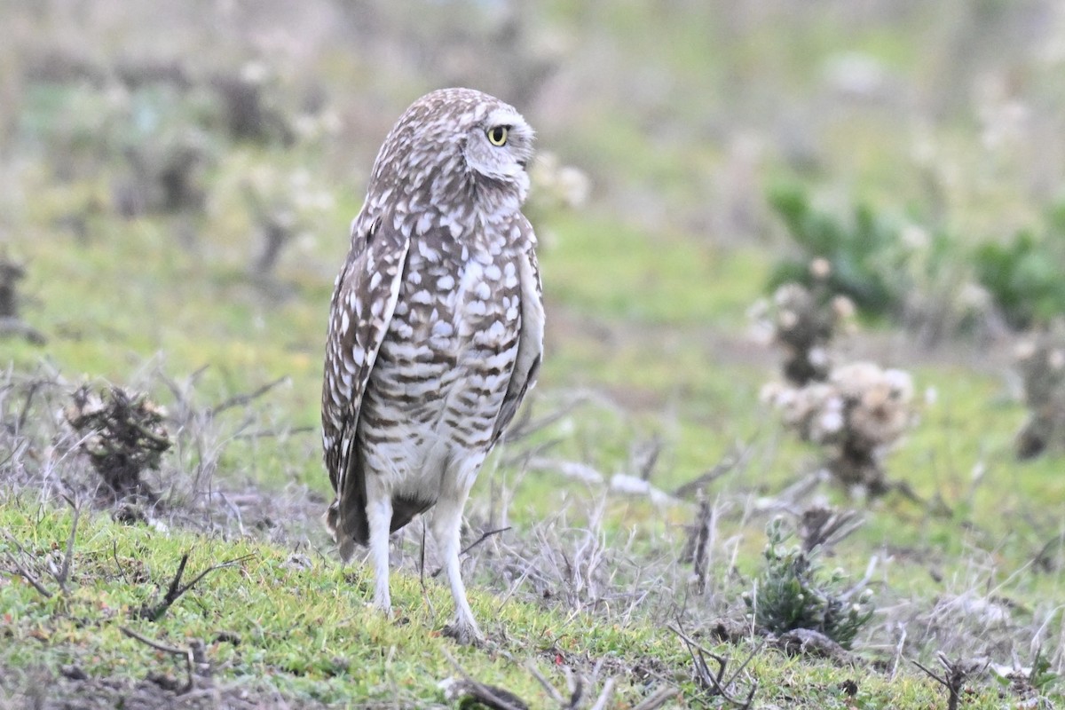 Burrowing Owl - ML646943191