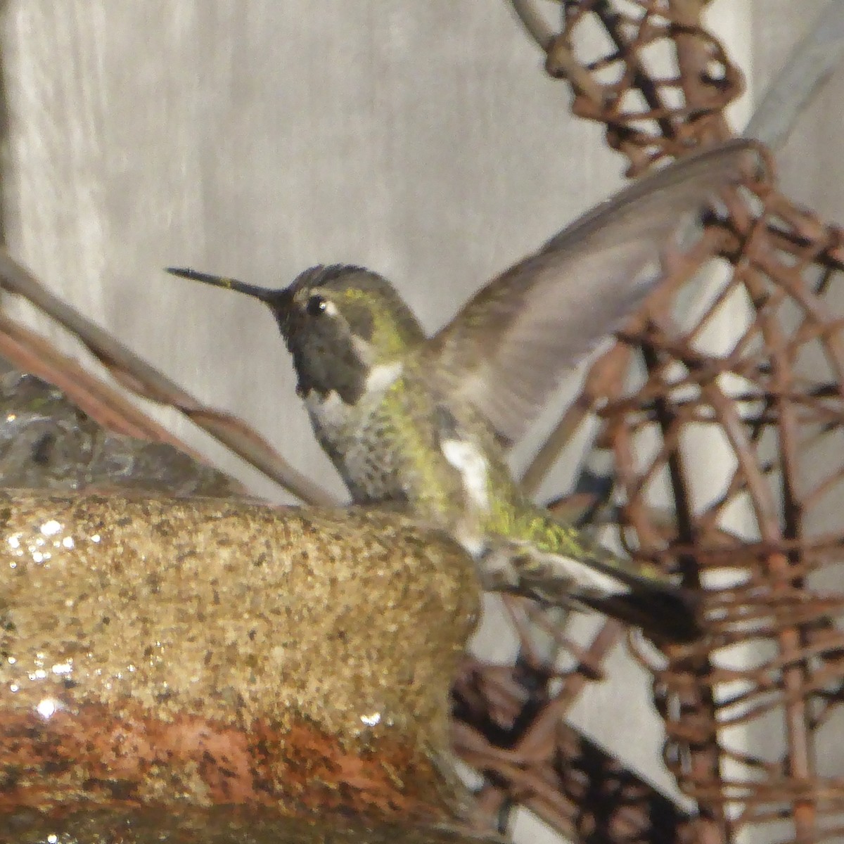 Anna's Hummingbird - ML646943192