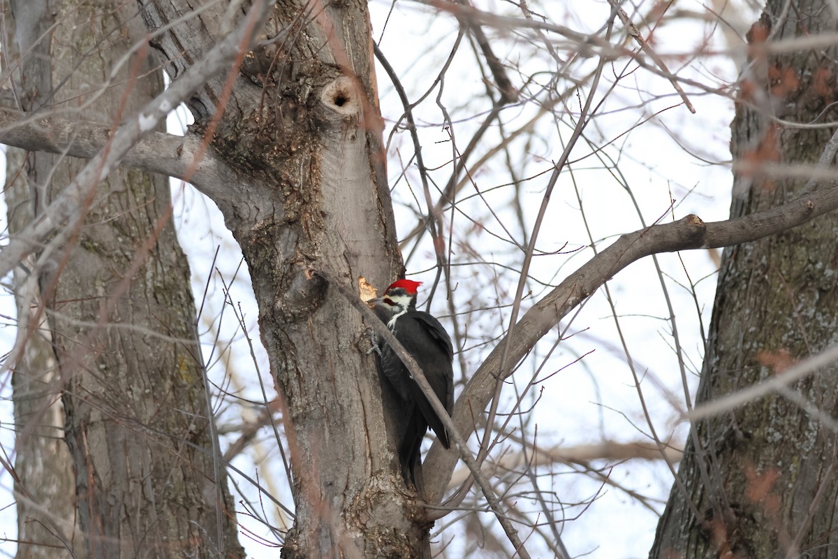 Pileated Woodpecker - ML646943193