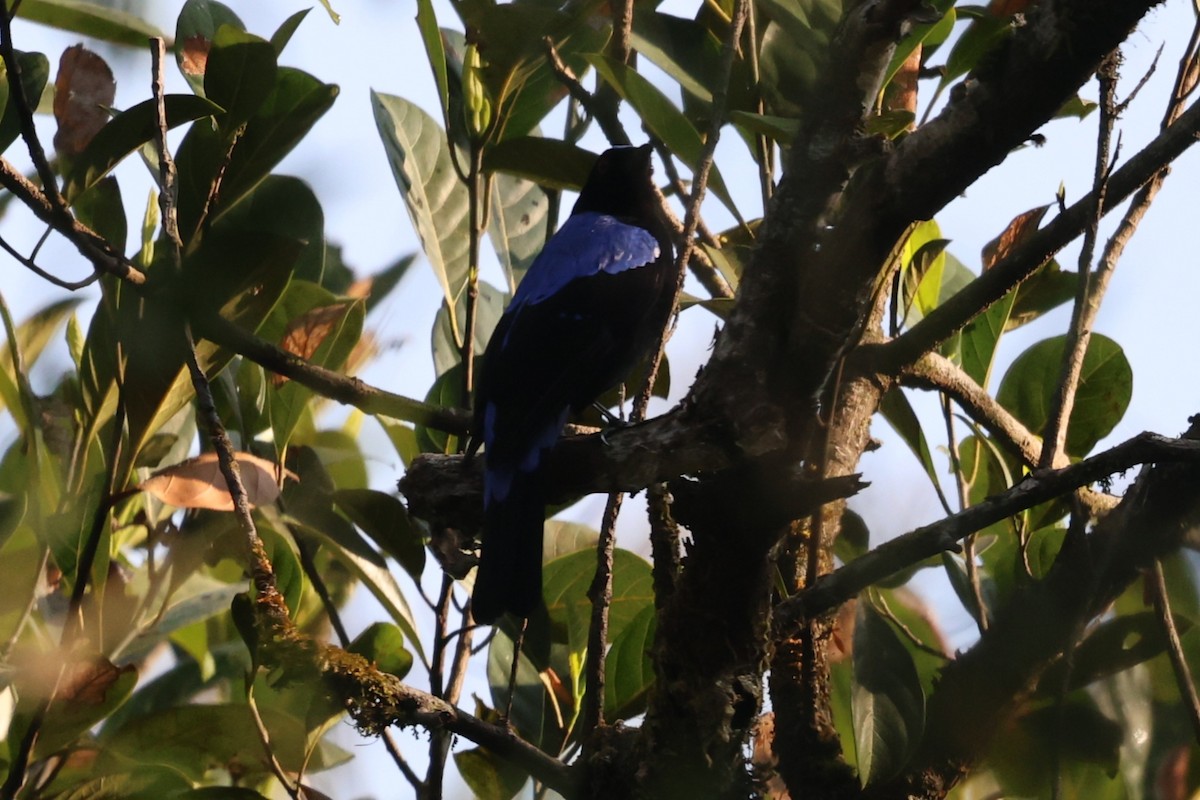 Ірена блакитна - ML646943196