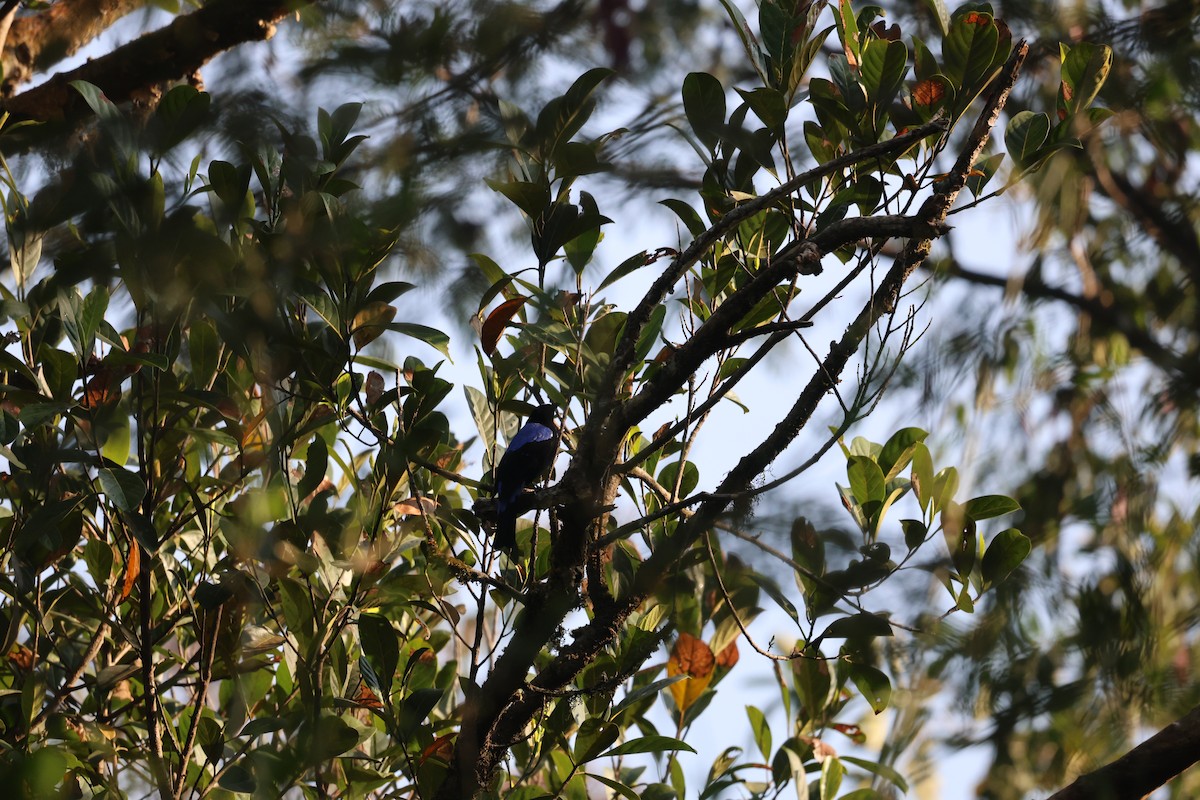 Ірена блакитна - ML646943197