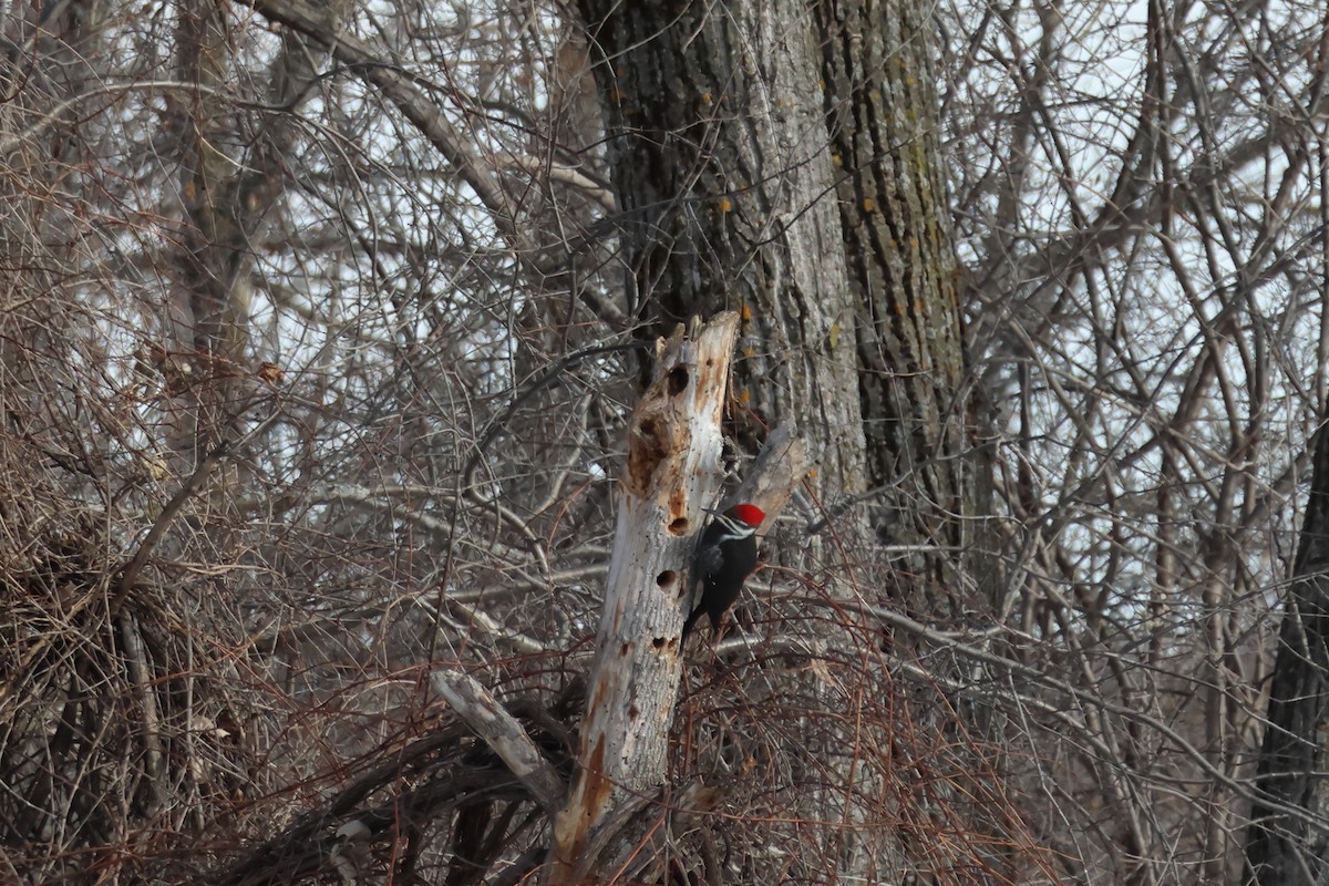 Pileated Woodpecker - ML646943203
