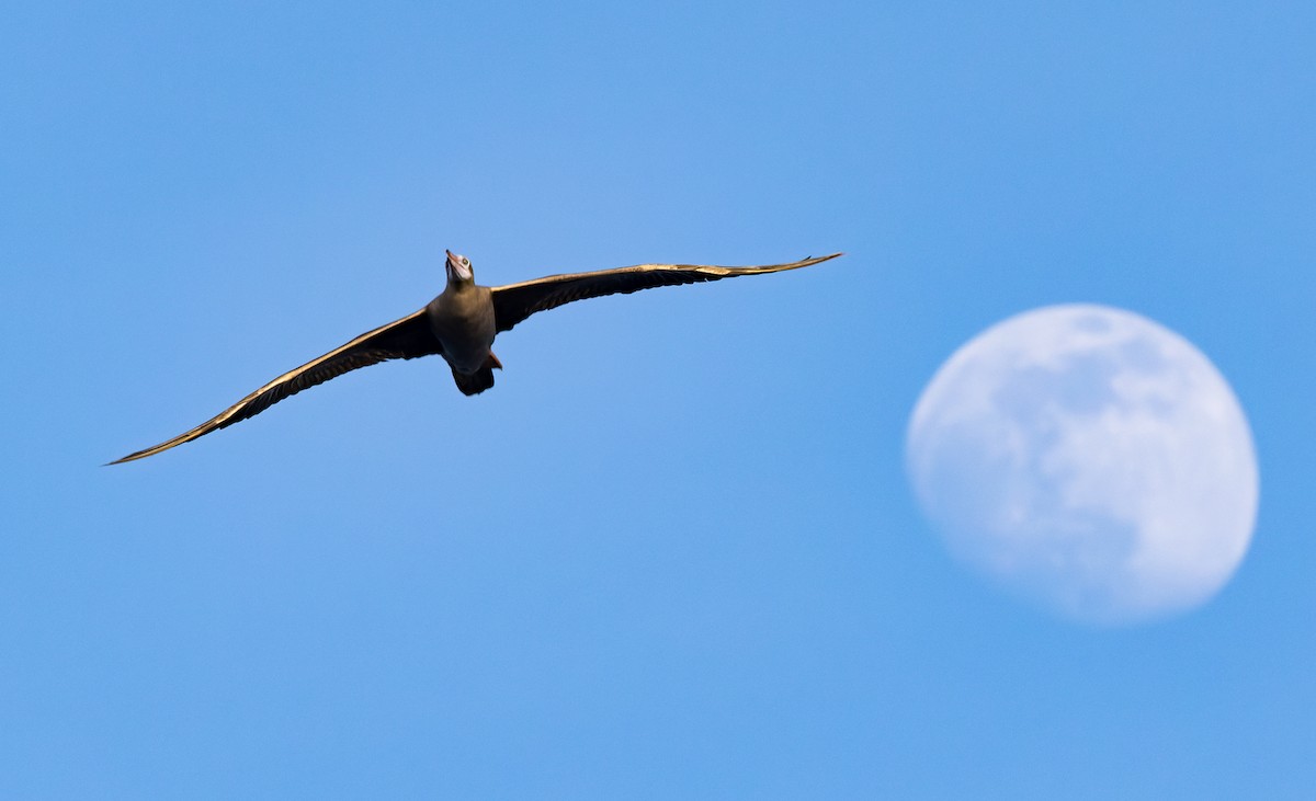 Red-footed Booby (Eastern Pacific) - ML646943209