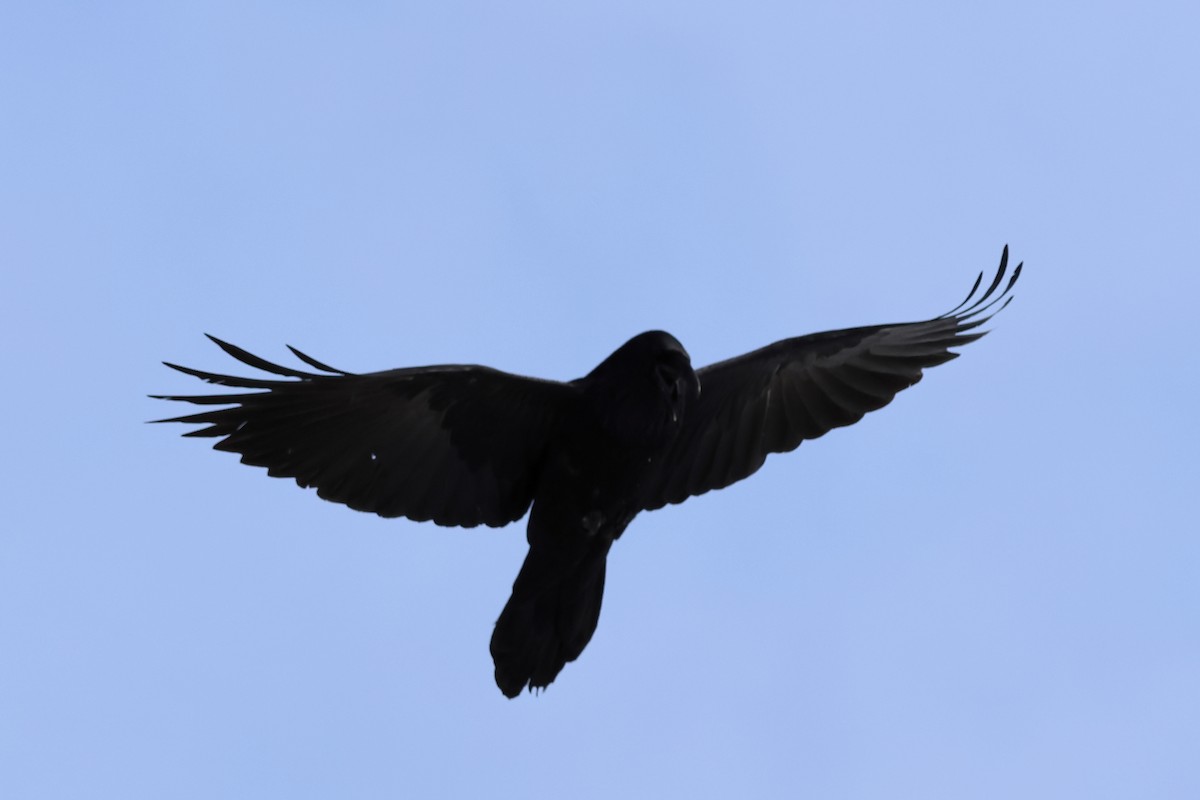 Common Raven - ML646943218