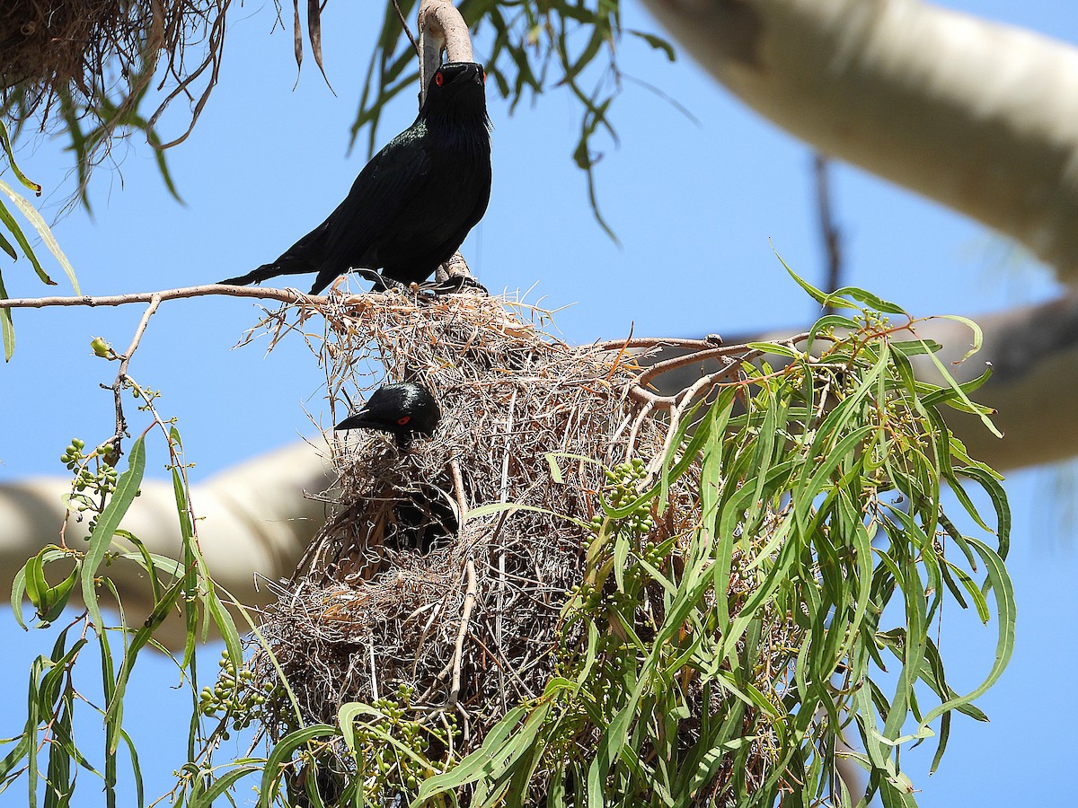 špaček lesklý - ML646943222