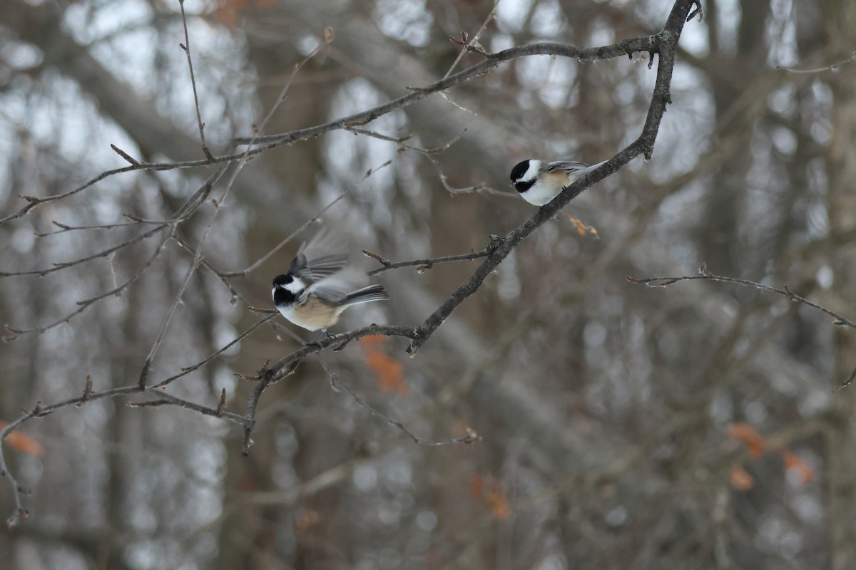 Black-capped Chickadee - ML646943223