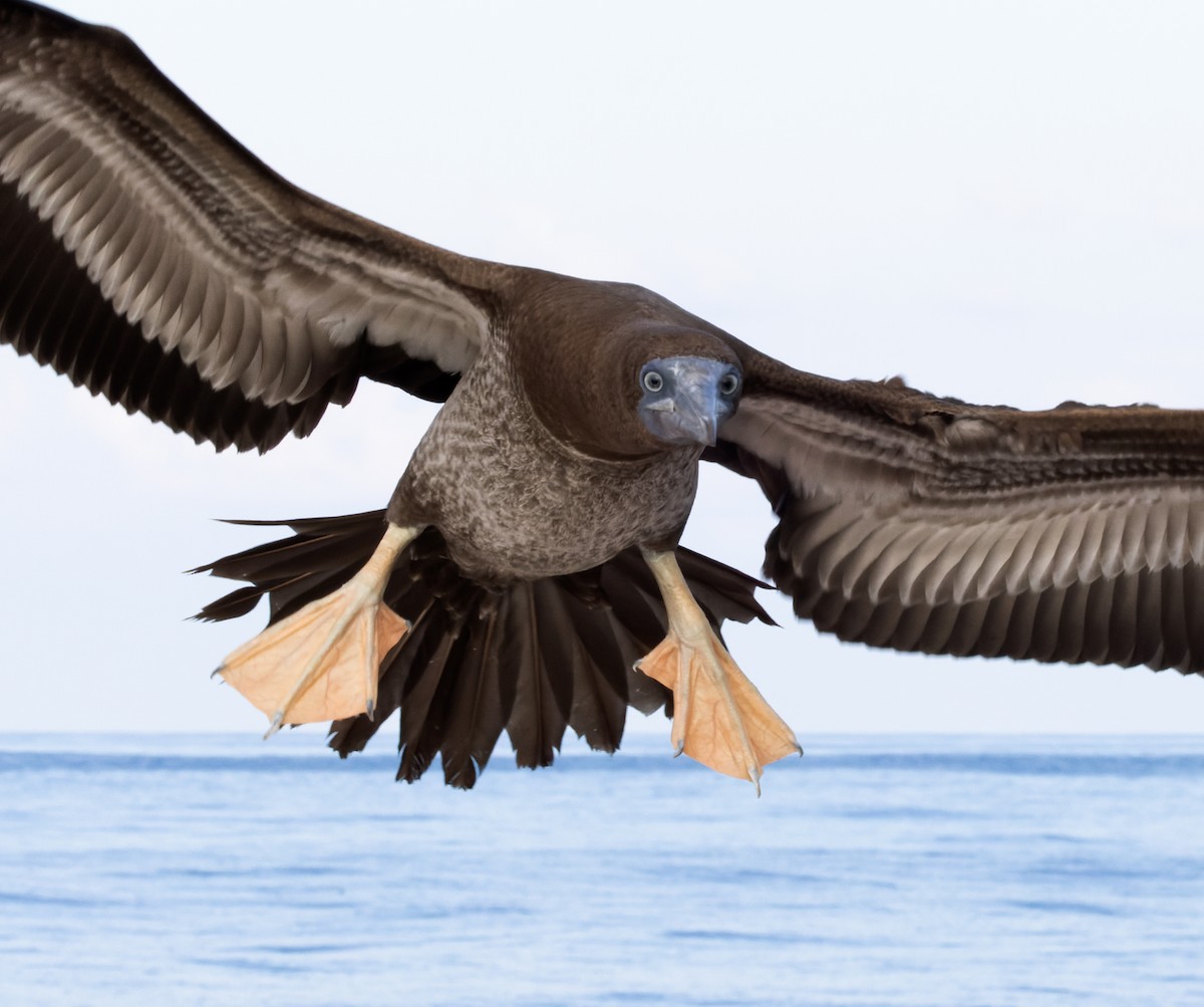 Cocos Booby (Brewster's) - ML646943227