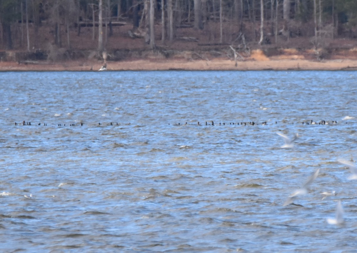 ברווז בלתי-מזוהה - ML646943228