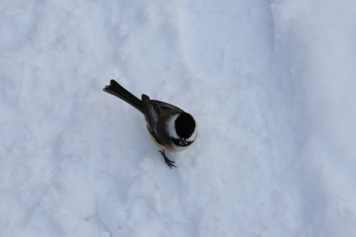 Black-capped Chickadee - ML646943229