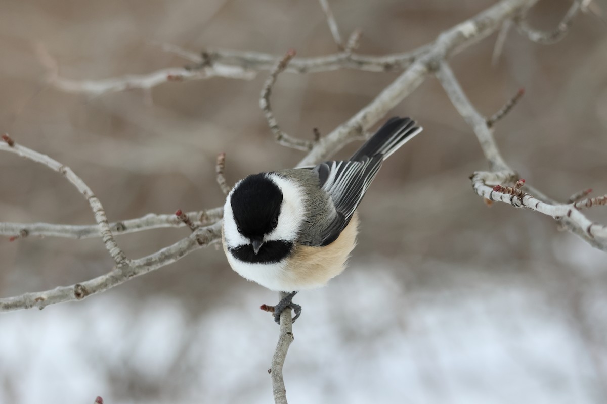 Black-capped Chickadee - ML646943231