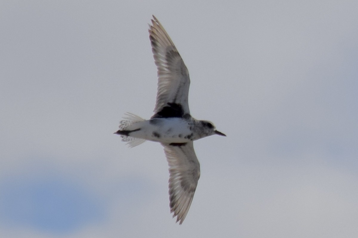 Black-bellied Plover - ML646943240
