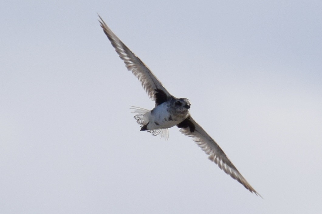Black-bellied Plover - ML646943241