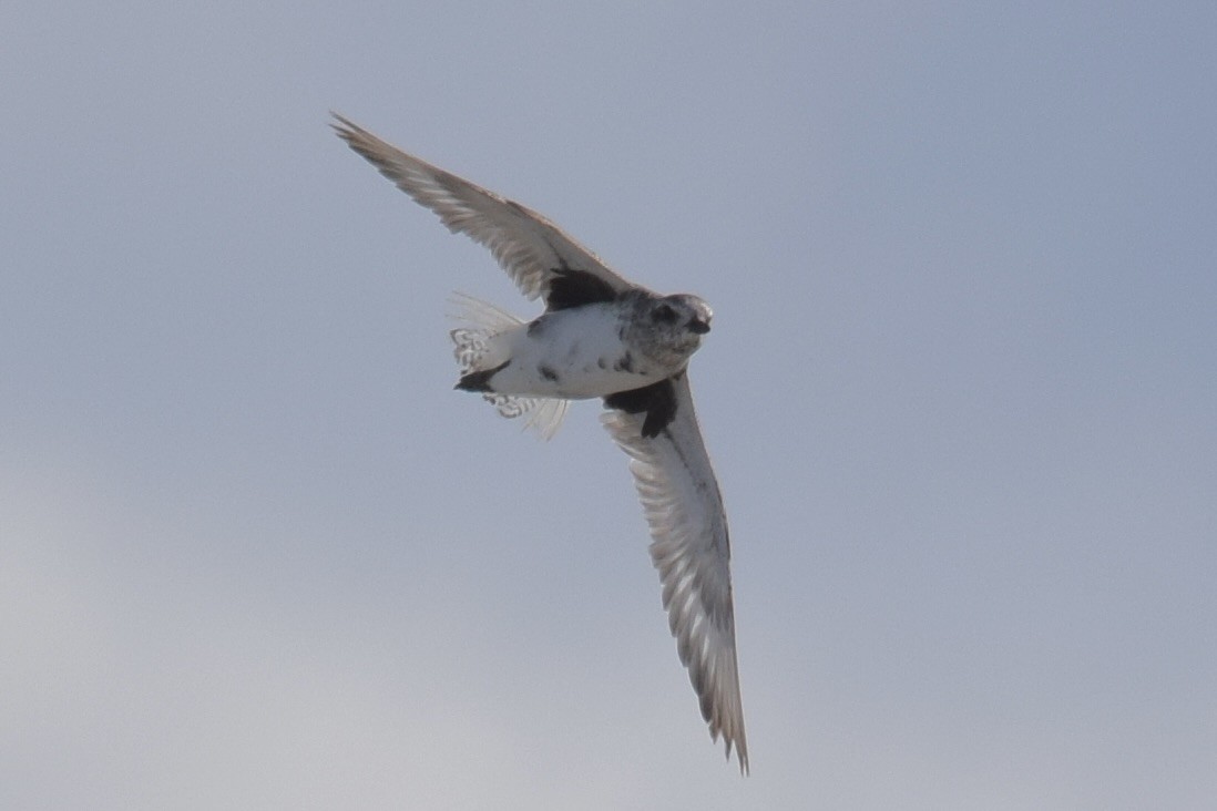 Black-bellied Plover - ML646943243