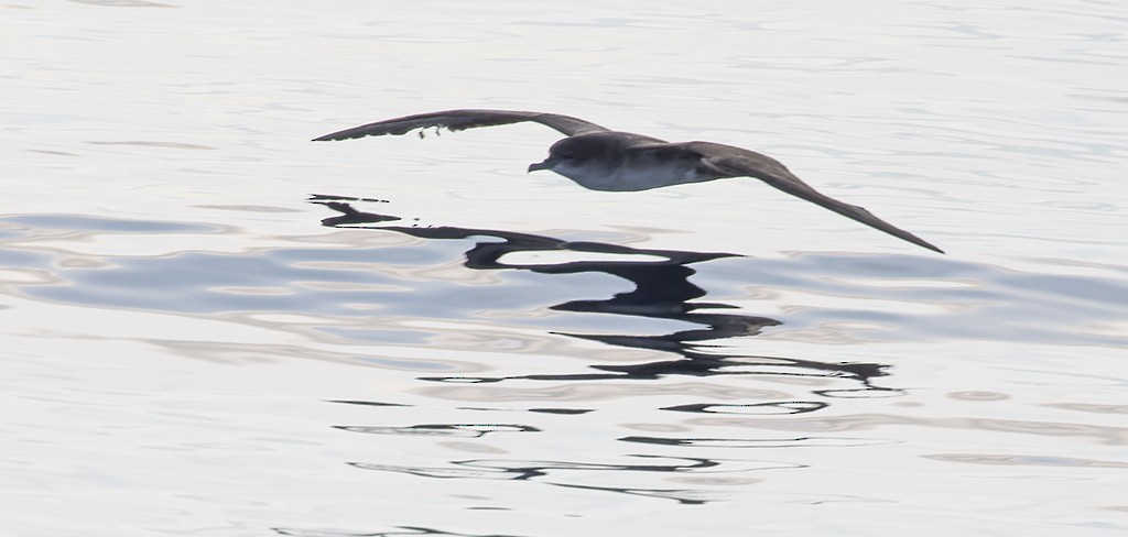 Wedge-tailed Shearwater - ML646943244