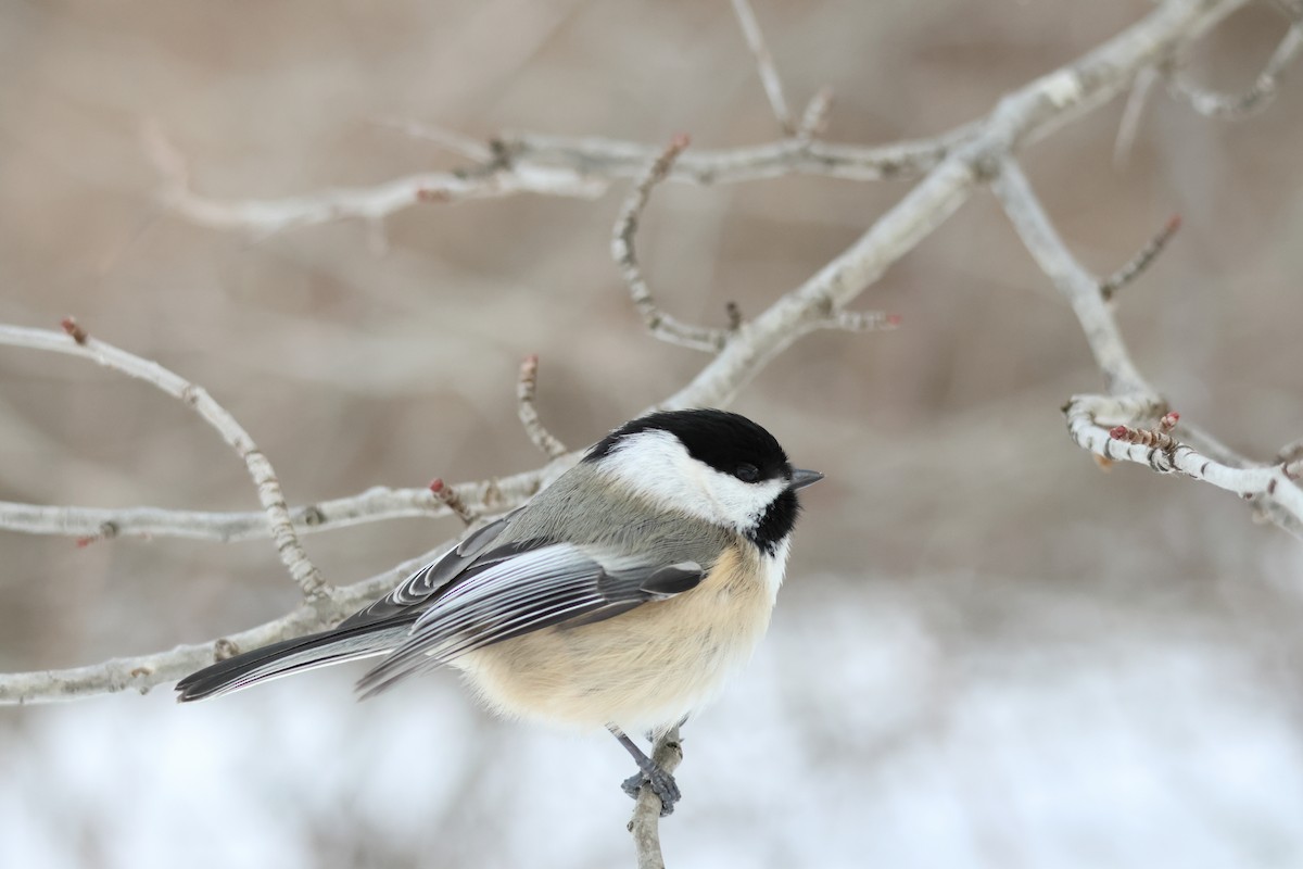 Black-capped Chickadee - ML646943245