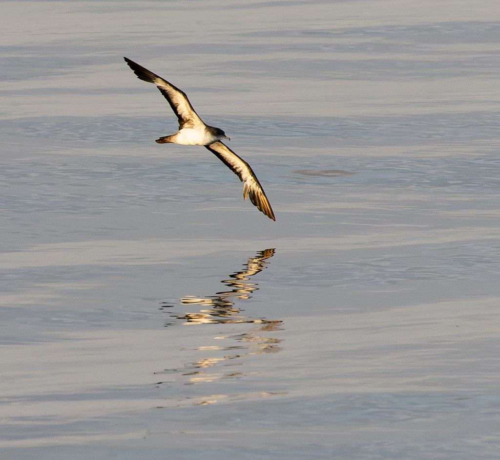 Wedge-tailed Shearwater - ML646943247