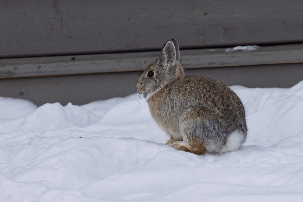 Mountain Cottontail - ML646943248