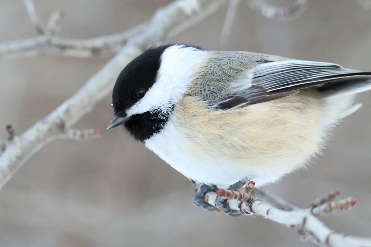 Black-capped Chickadee - ML646943250