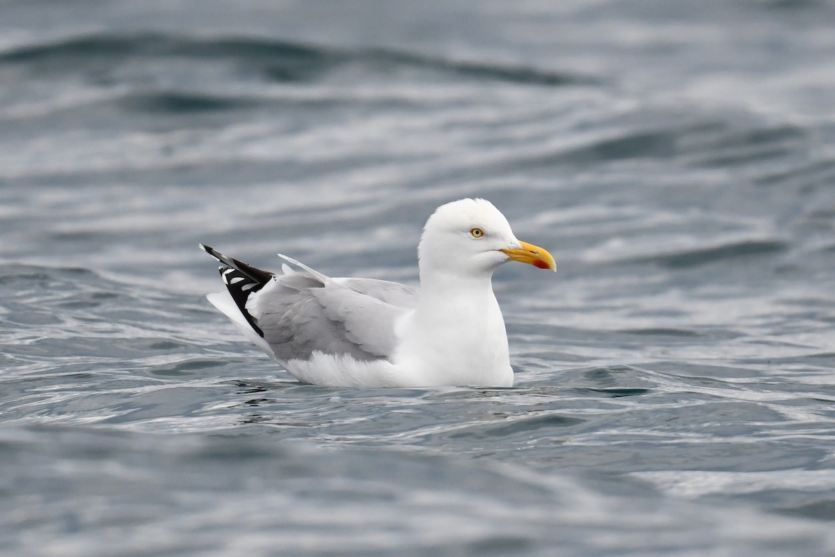 Серебристая чайка - ML646943254