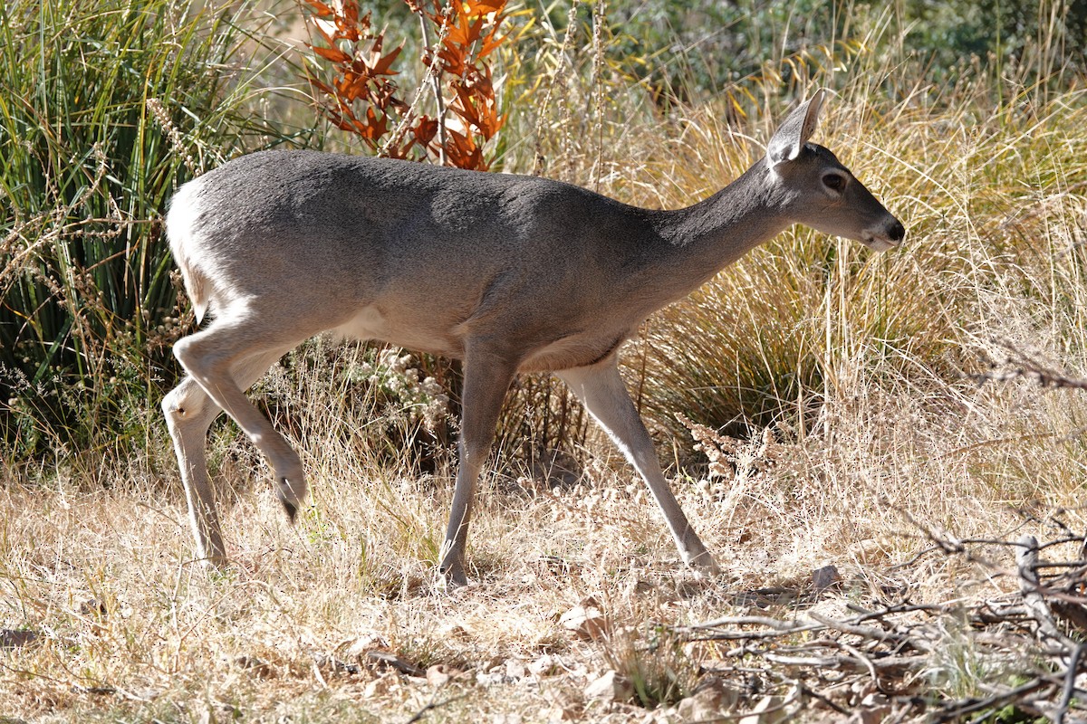 Coues's White-tailed Deer - ML646943255