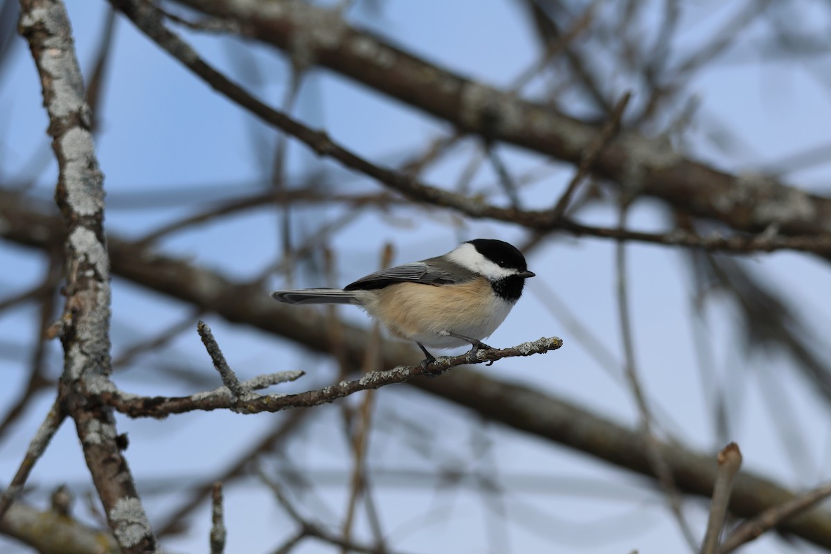 Black-capped Chickadee - ML646943256