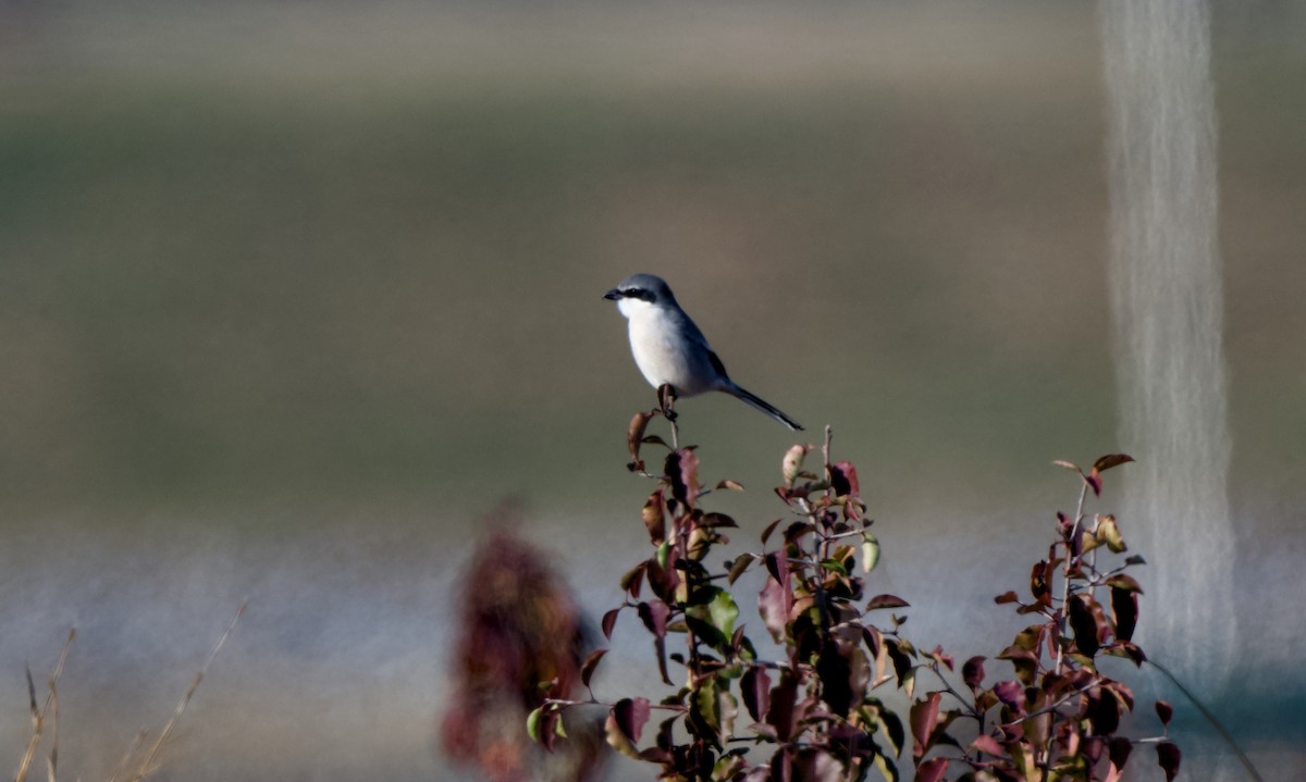 Alcaudón Americano - ML646943258