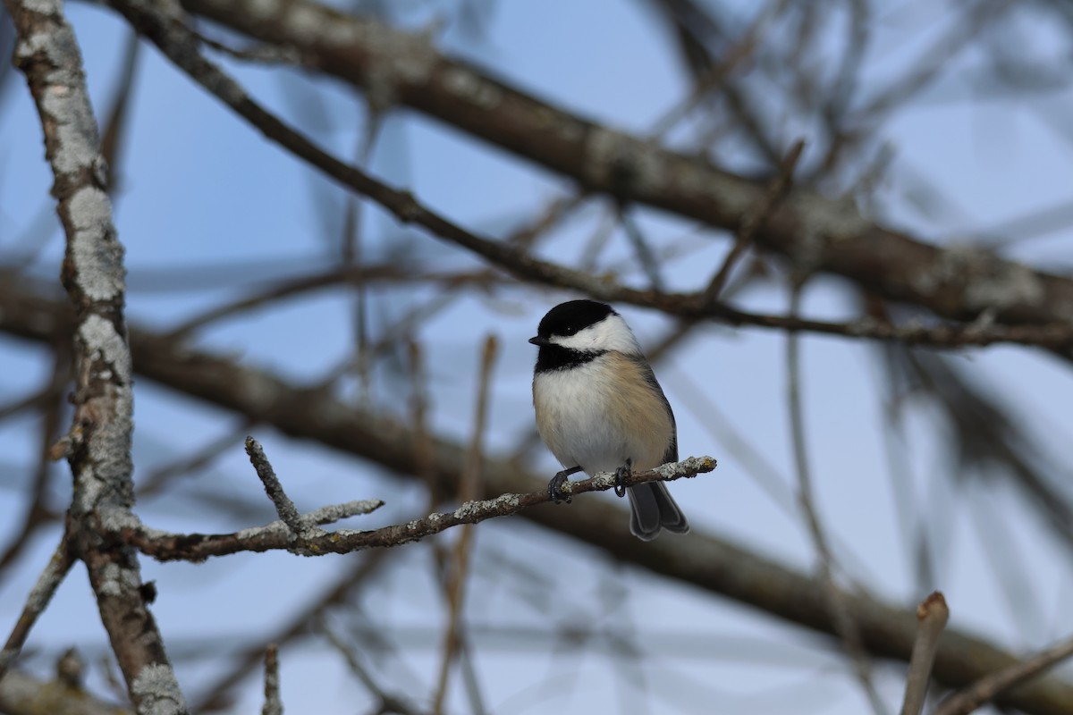 Black-capped Chickadee - ML646943260